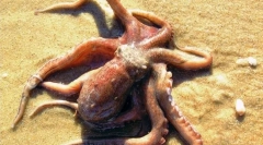 Koliko je srca u hobotnici: točan odgovor iz dubine oceana